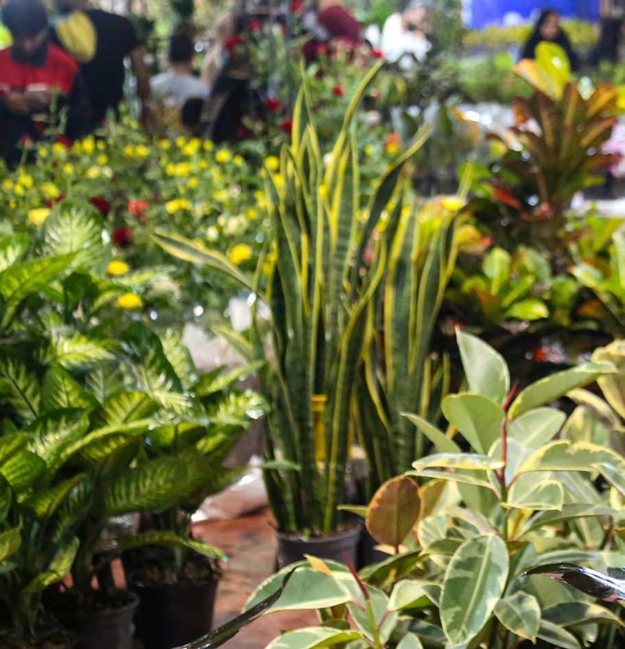 A Spring of Flowers at Yazd Expo